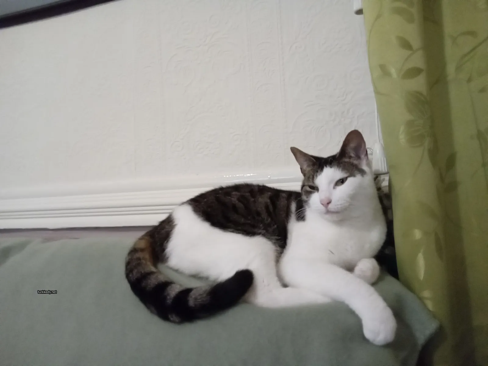 Siyah ve beyaz bir kedi bir sofa üzerinde yatıyor.