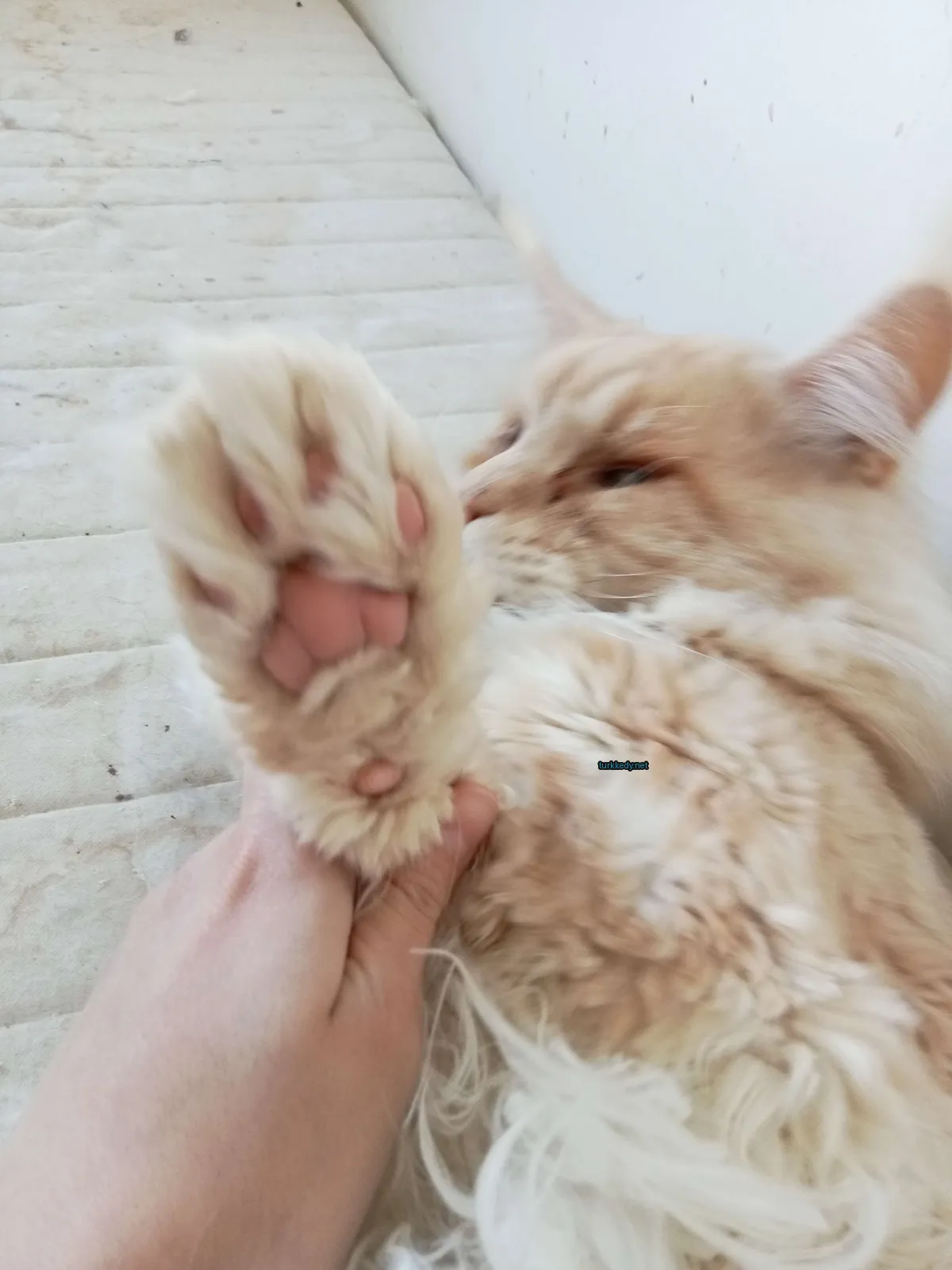 Beyaz ve turuncu bir kedi, püsküllü bir kürküyle yatan bir yatakta yatıyor.
