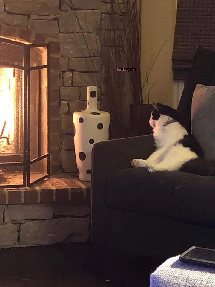 Siyah ve beyaz bir kedi bir sobanın önünde bir kanepede oturuyor.