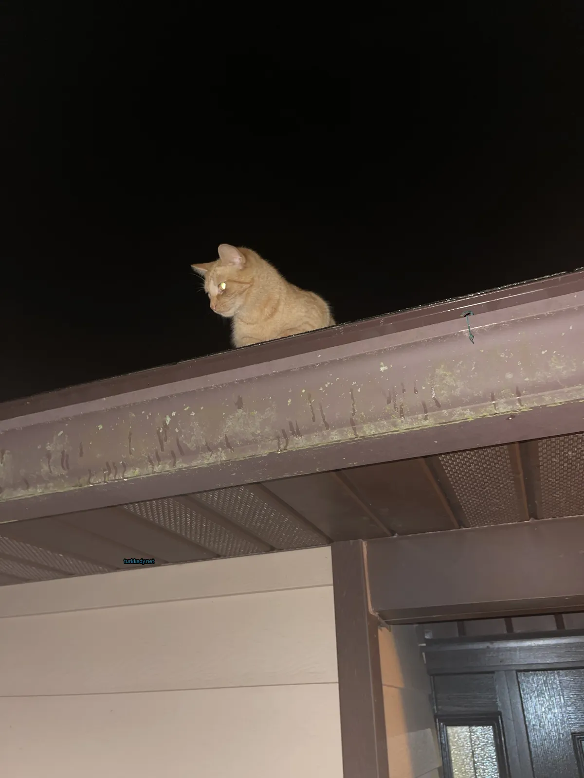 Sarı ve siyah bir desenli bir kedi bir çatıda oturuyor.