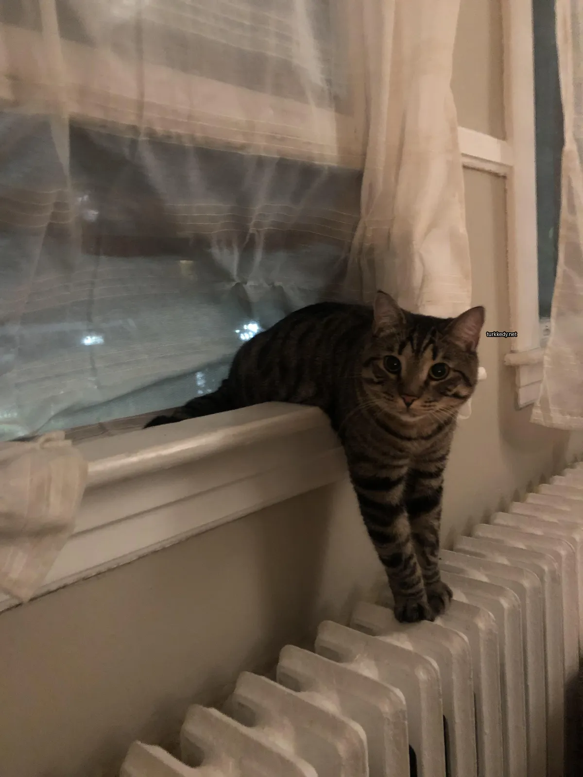 Gri ve siyah bir kedi pencereden karşı bir radyatörün üzerinde yatıyor.