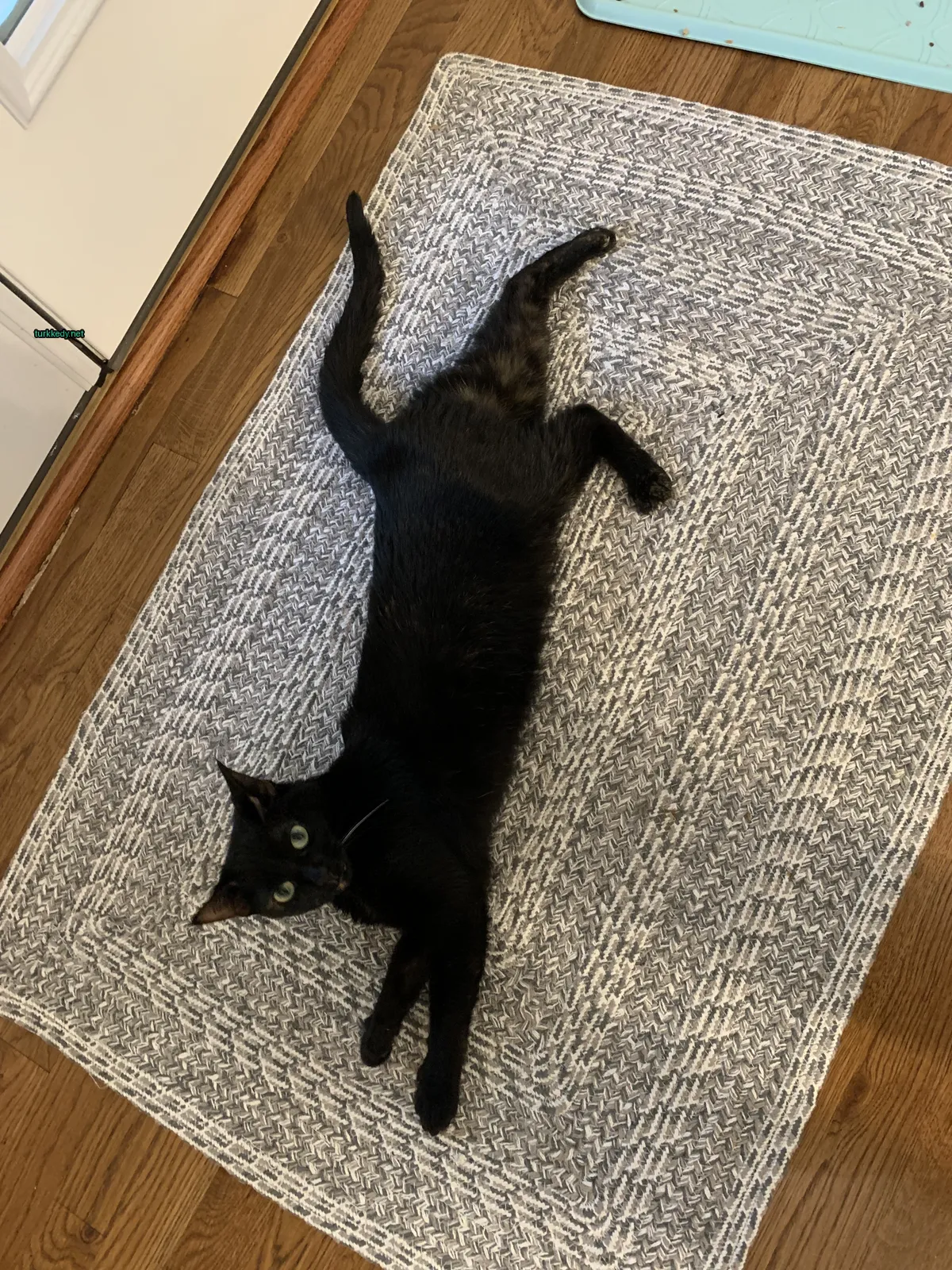 Siyah bir kedi beyaz gövdeli bir kedi bir kumaş üzerinde yatıyor.