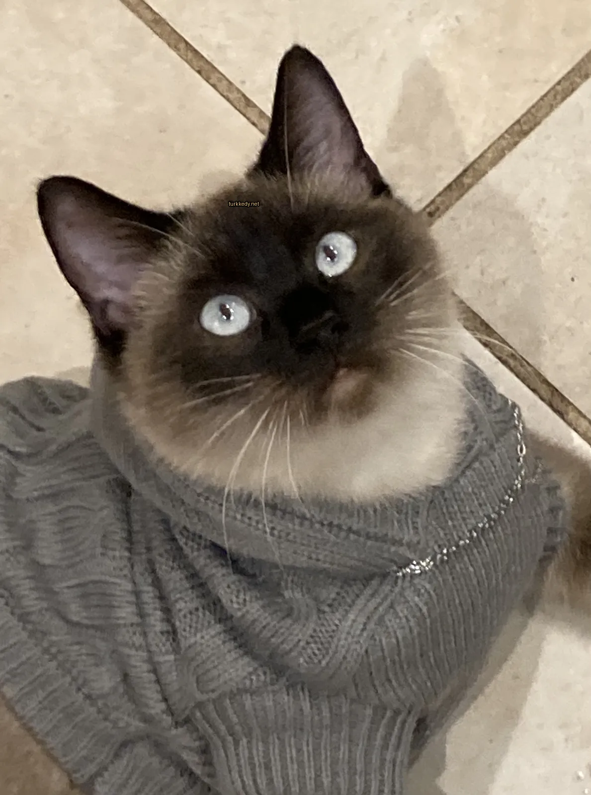 Mavi gözleri olan bir Siyam kedi, gri bir kazakla.