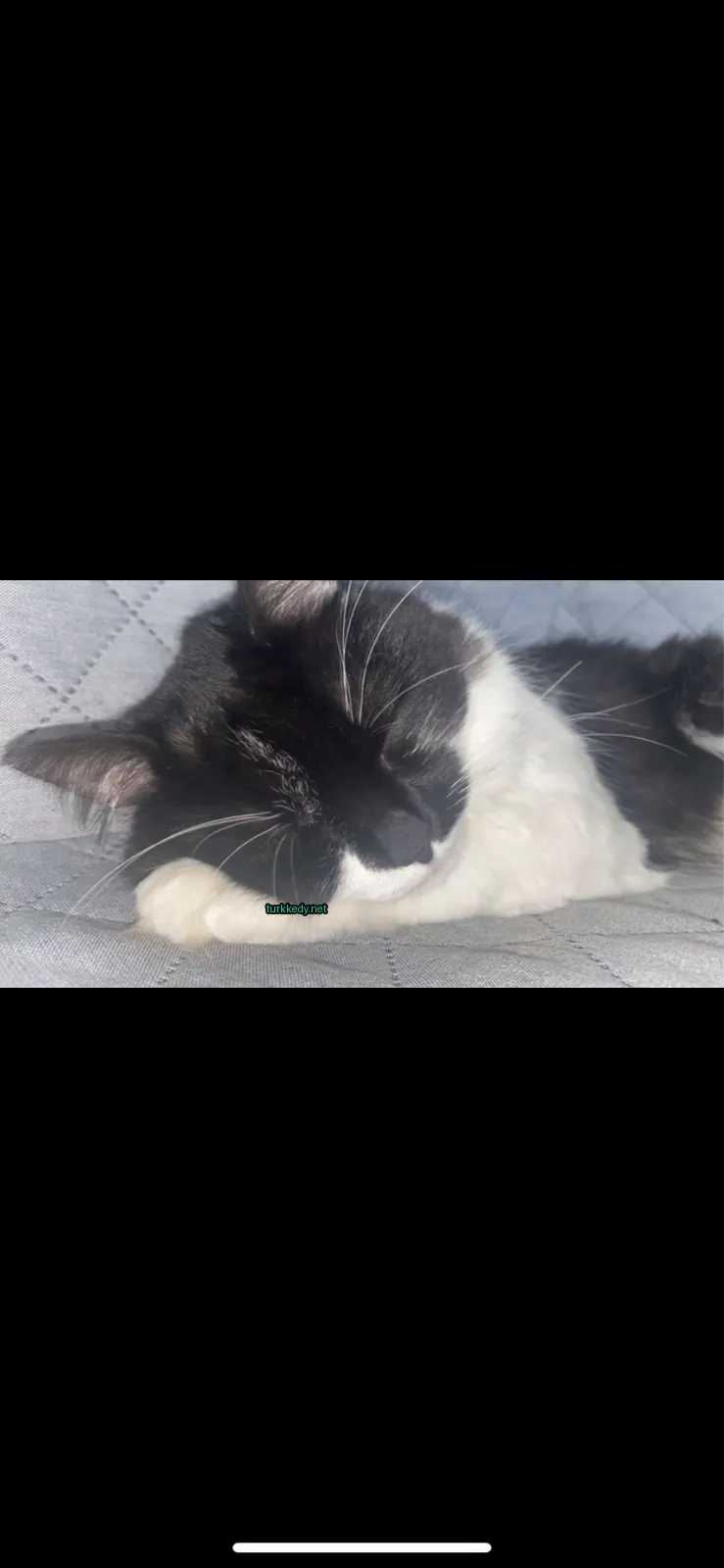 Siyah ve beyaz bir kedi bir sofa üzerinde yatıyor.
