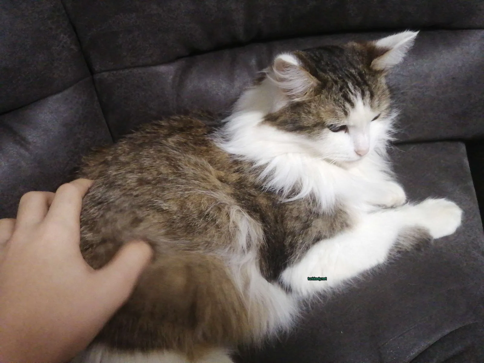 Beyaz ve kahverengi bir kedi bir sofa üzerinde yatıyor.