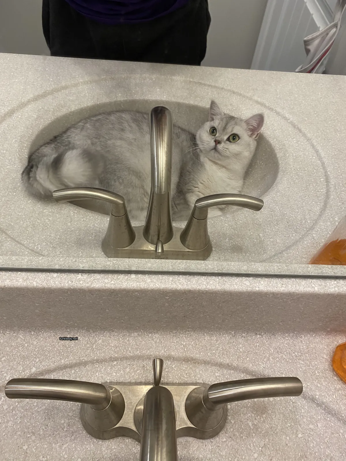 Beyaz ve gri bir kedi banyo küvetinde yatıyor.