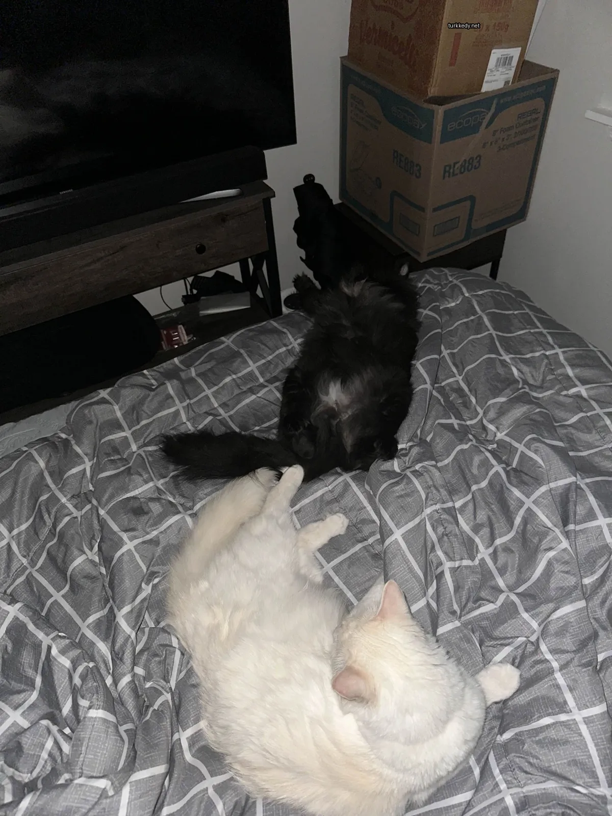 Siyah bir kedi iki beyaz kedi ile yatakta yatıyor.