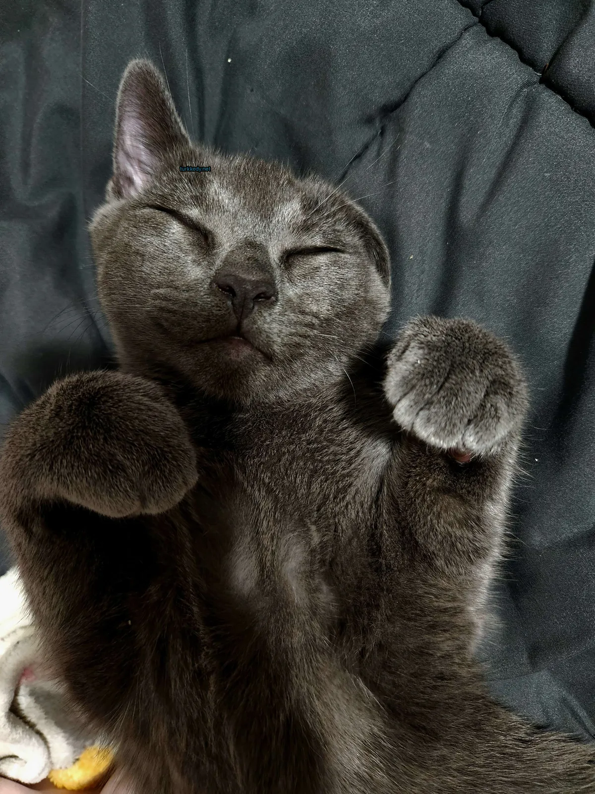 Gri bir kedi siyah burun ve pembe ayakları ile siyah bir battaniğe uzanmış.