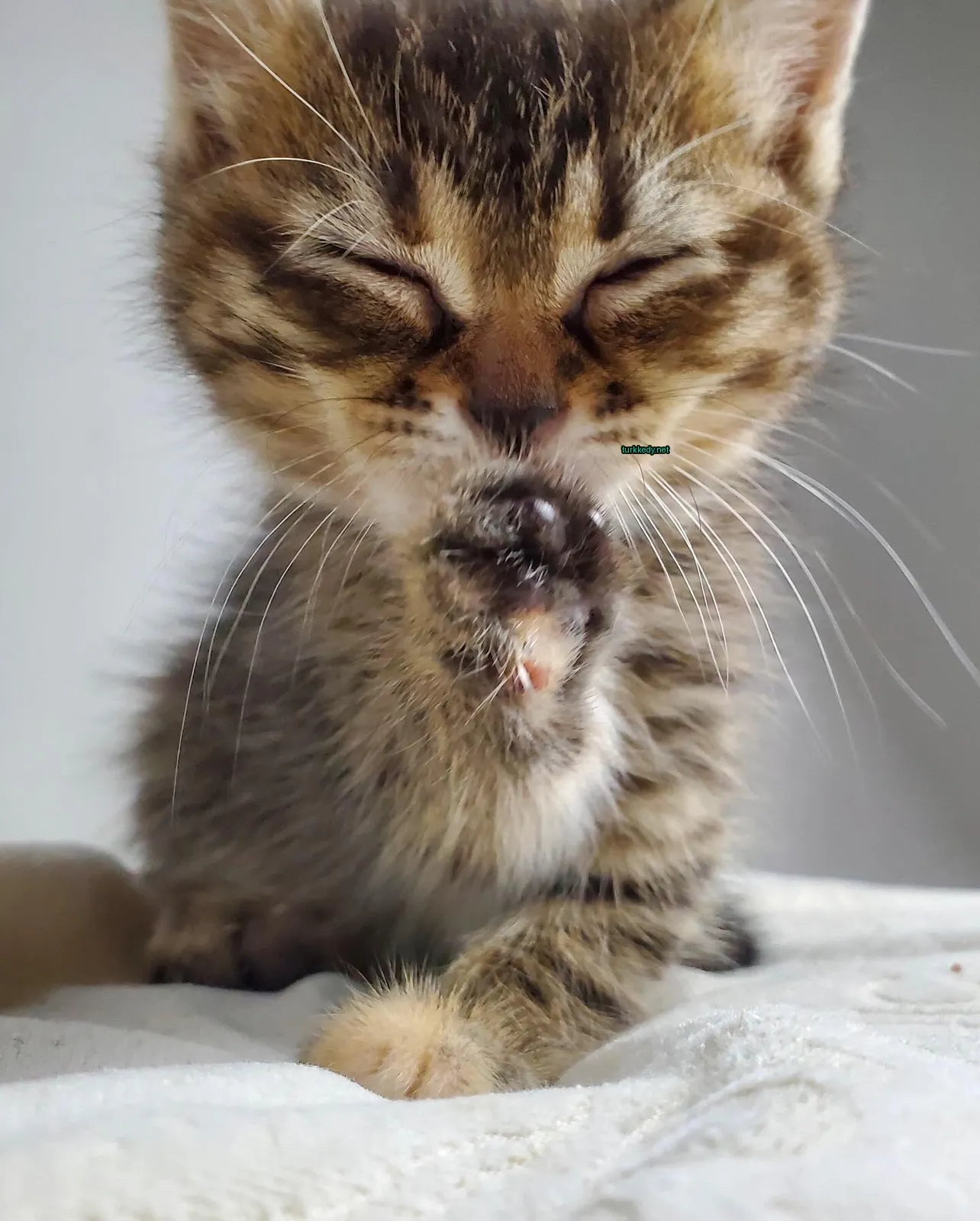 Beyaz bir yüzeyde gri ve beyaz bir kedi yavrusu, kuyruğunu yalıyor.