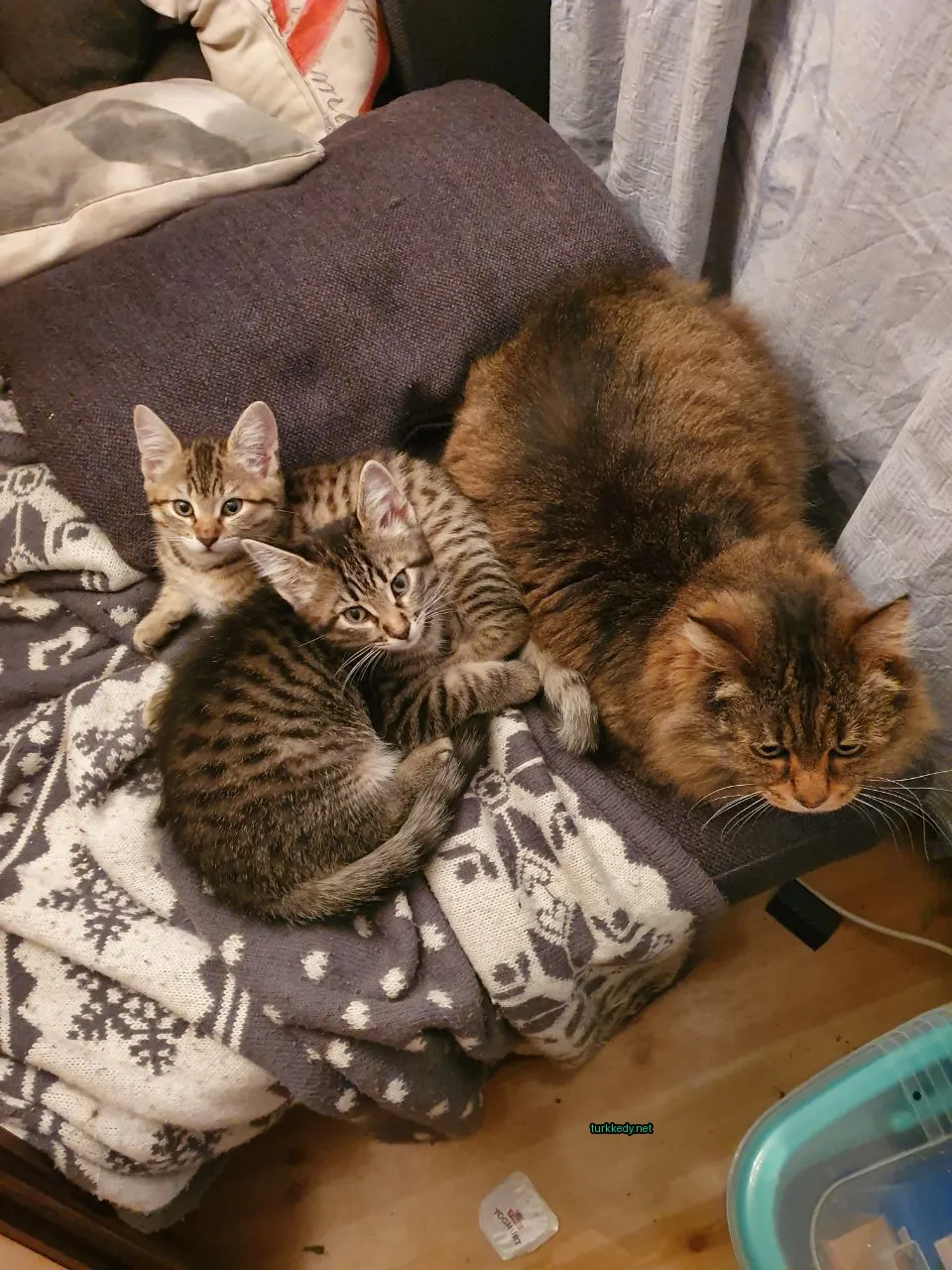 Bir kedi, bir yastık üzerinde çizgili bir desene sahip yatıyor.