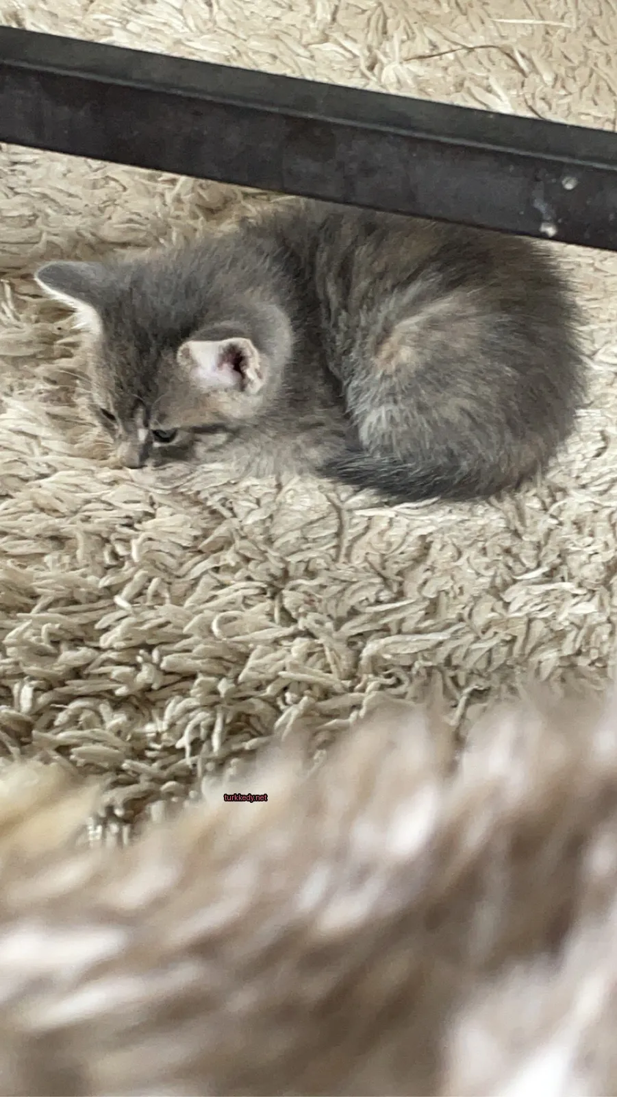 Gri ve beyaz bir kedi beyaz bir halı üzerinde yatıyor.