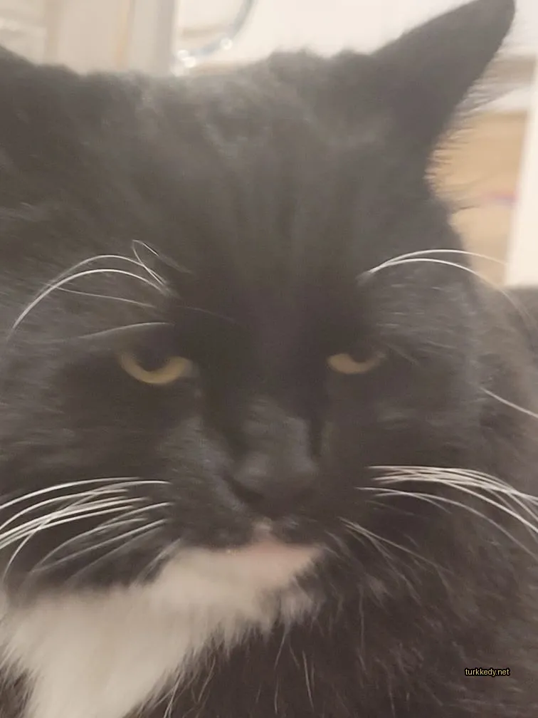 Siyah ve beyaz bir kedi, beyaz bir çene ve tırnakları var.