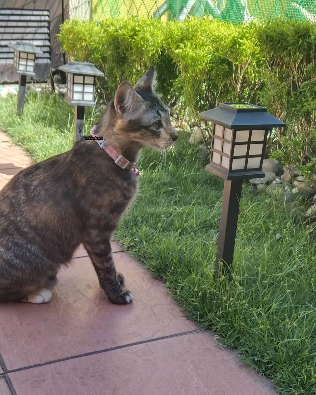 Kırmızı bir kolyeli siyah ve kahverengi bir kedi bir tuğla terasın üzerinde oturuyor.