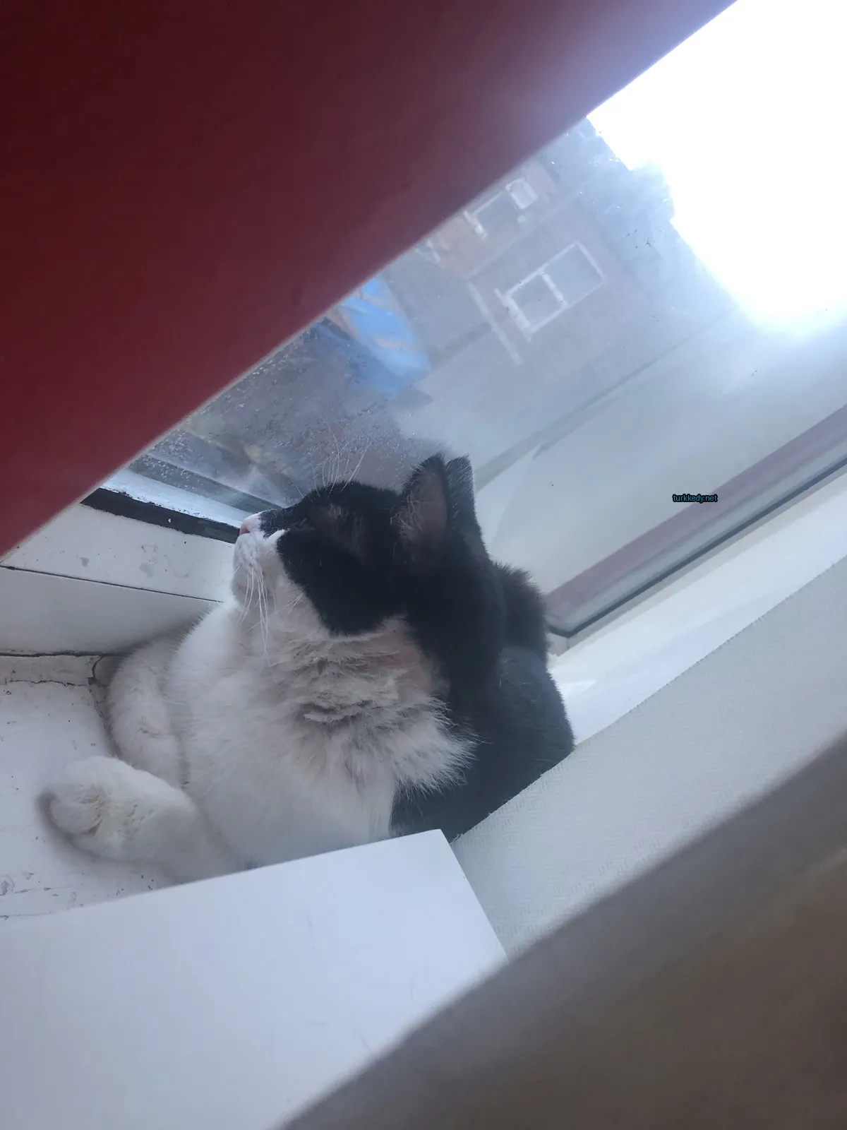 Siyah beyaz bir kedi pencerede oturuyor.