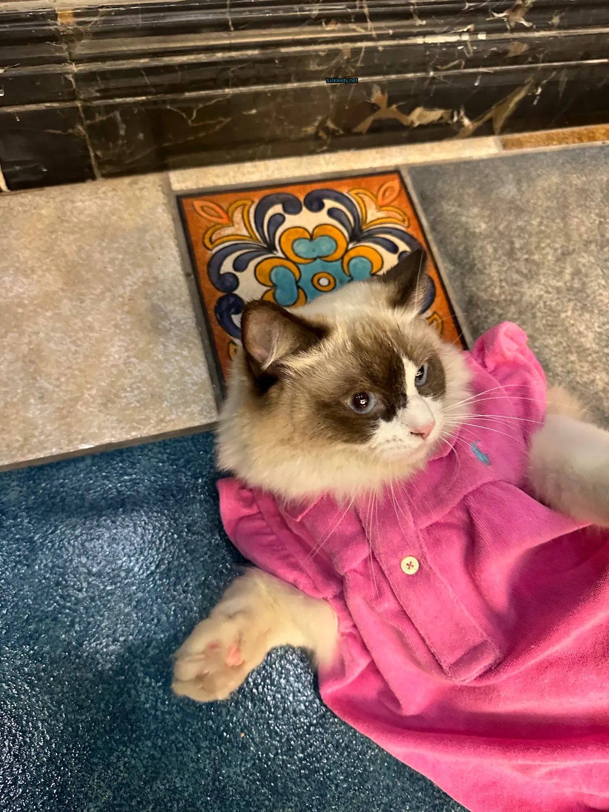 Bir pembe etekli kahverengi ve beyaz bir kedi bir kumaşın üzerinde yatıyor.