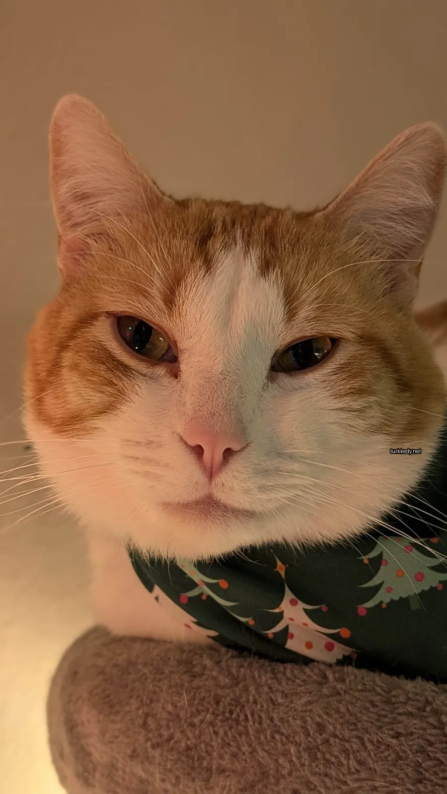 Yeşil bir kolye takan kahverengi ve beyaz bir kedi.