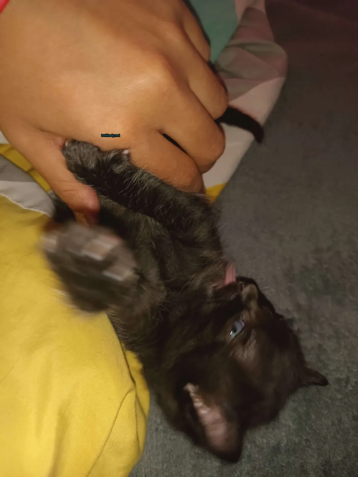 Siyah bir kedi, beyaz bir ayakla bir insana tutuluyor.