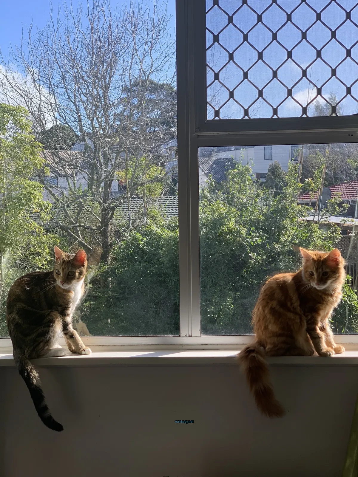 Pencere kenarında bir kahverengi ve beyaz bir kedi oturuyor.