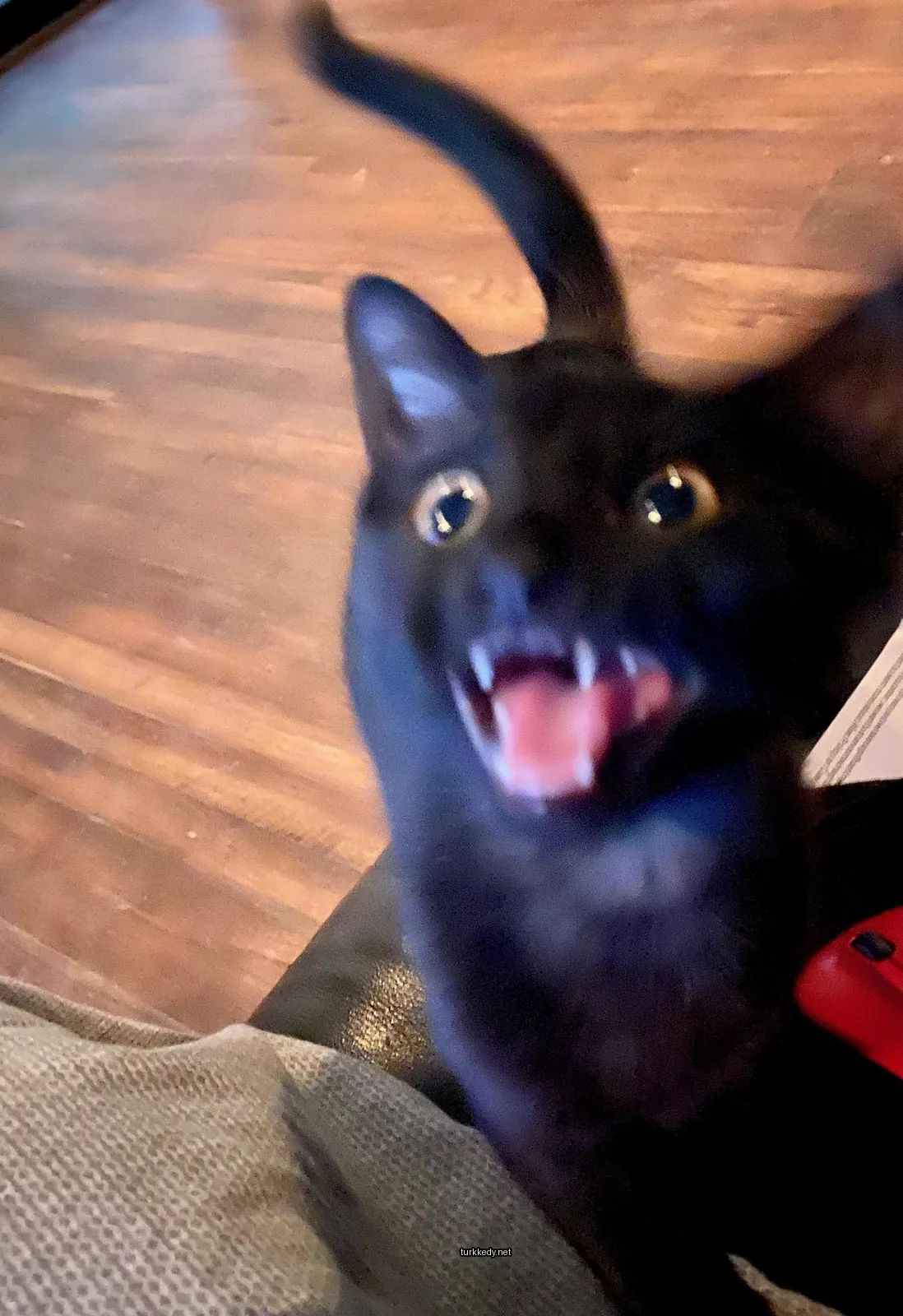 Siyah bir kedi, sarı gözleri ve ağzı açık, bir sofa üzerinde oturuyor.