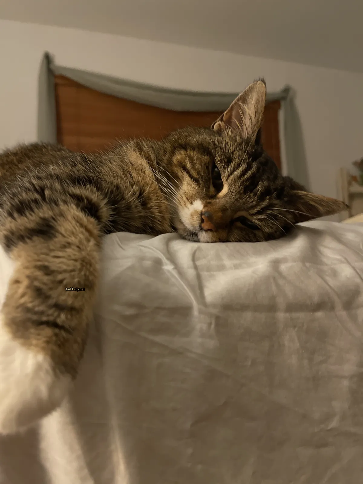 Kara ve siyah bir kedi beyaz bir bez üzerinde yatıyor.