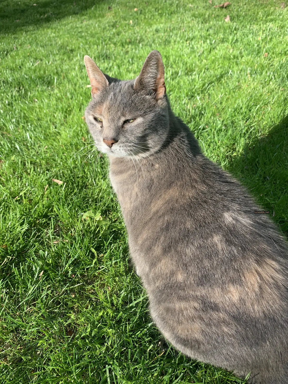 Gri bir kedi beyaz göğüs ve siyah burun ile çimlerde duruyor.