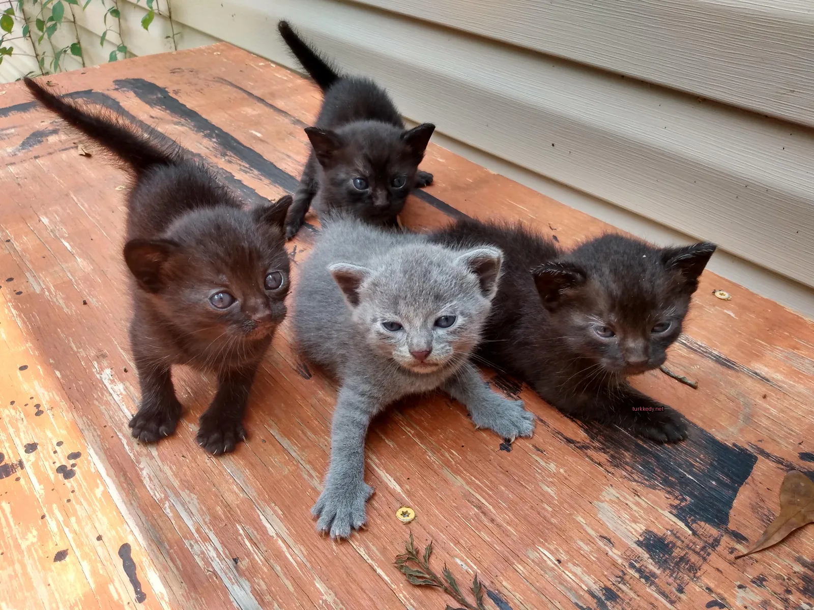 Siyah ve gri bir kedi, bir ahşap masanın üzerinde yatıyor.