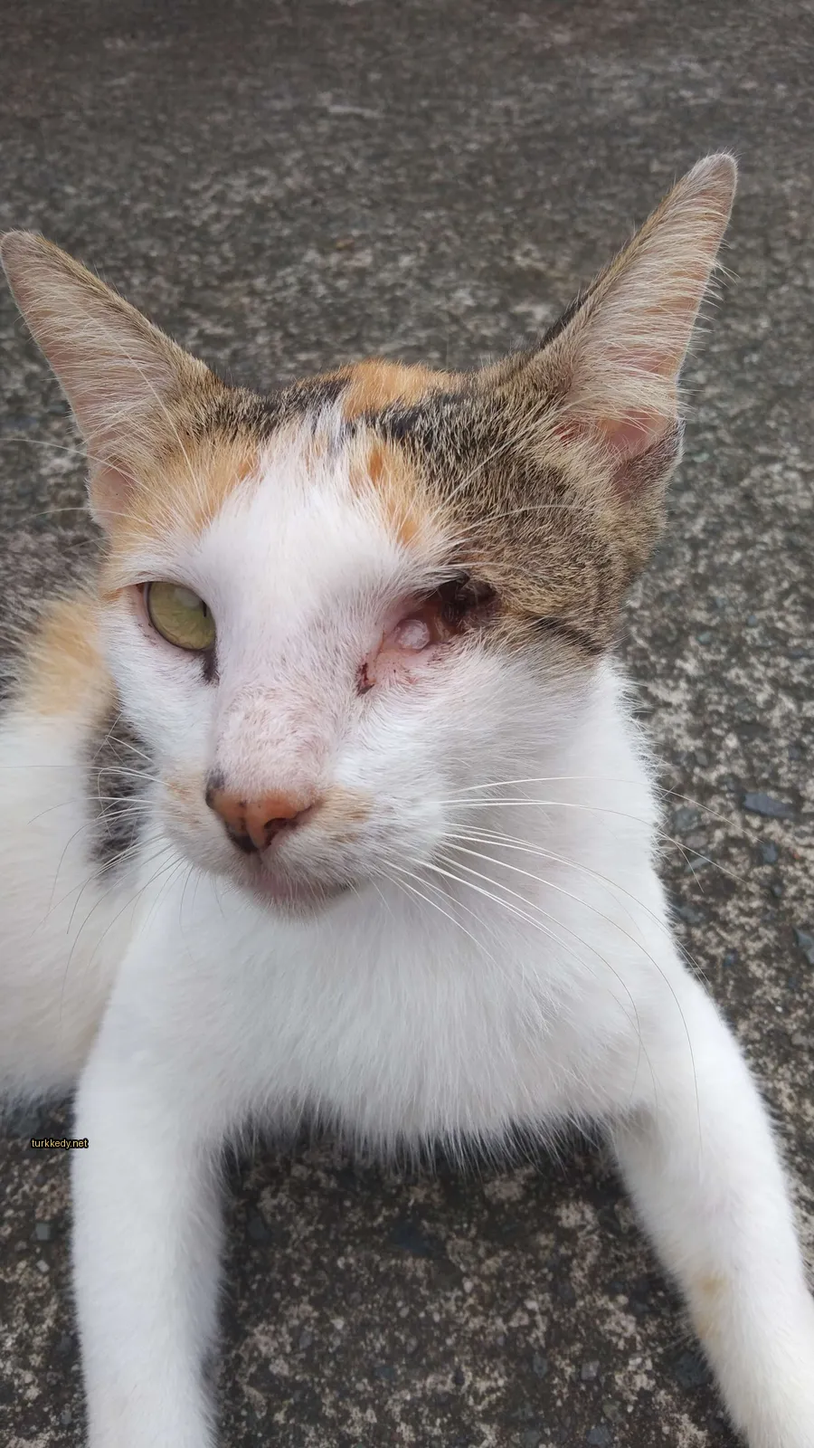 Pembe burunlu ve beyaz ve kahverengi desenli bir kedi bir sidewalk üzerinde oturuyor.
