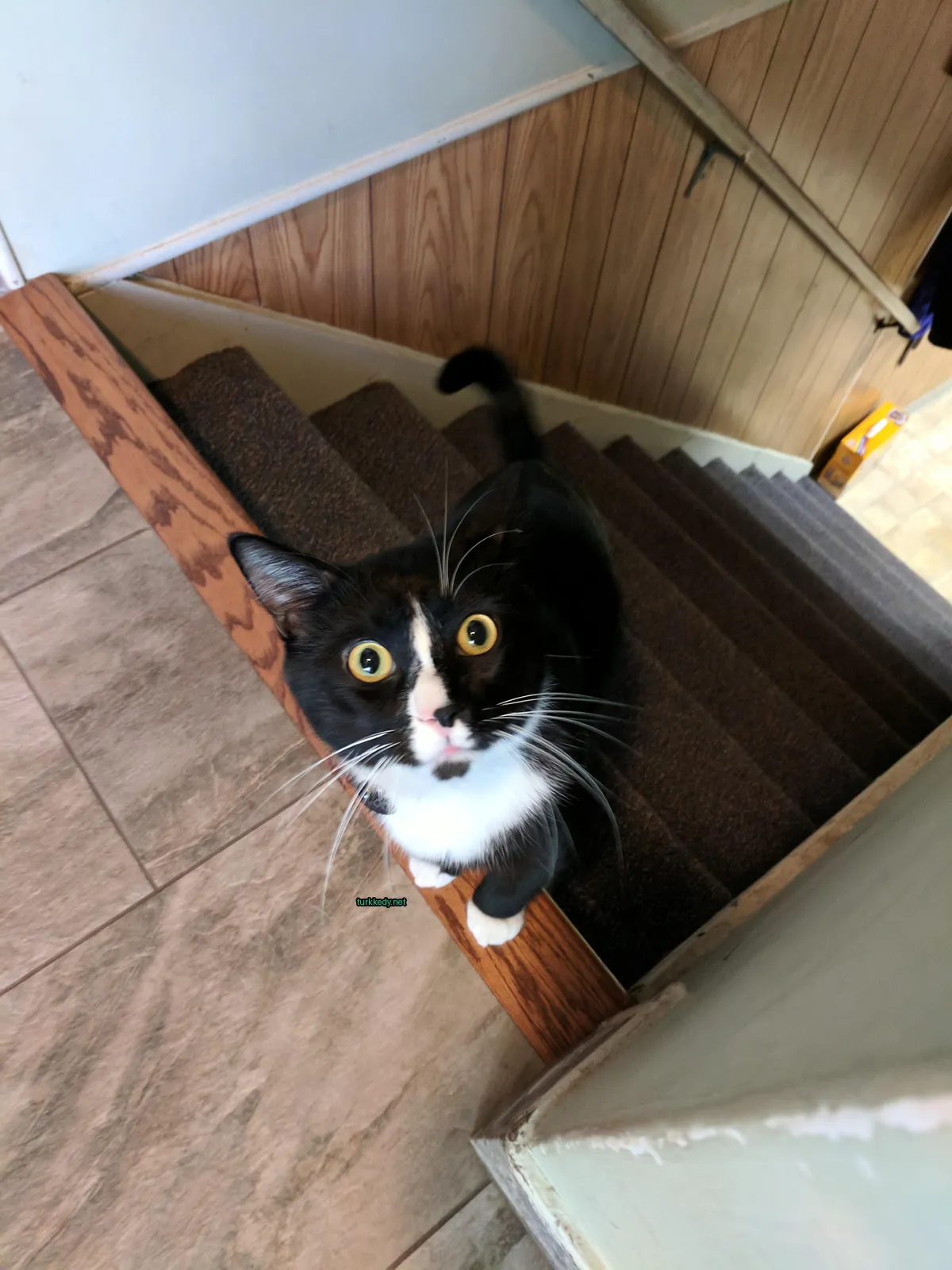 Siyah ve beyaz bir kedi, beyaz bir çeneli ve ayaklı, bir ahşap merdiven üzerinde duruyor.