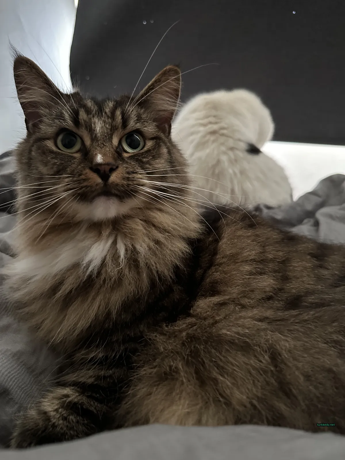 Koyu ve beyaz bir kedi, damalı bir desene sahip, bir yatakta yatıyor.