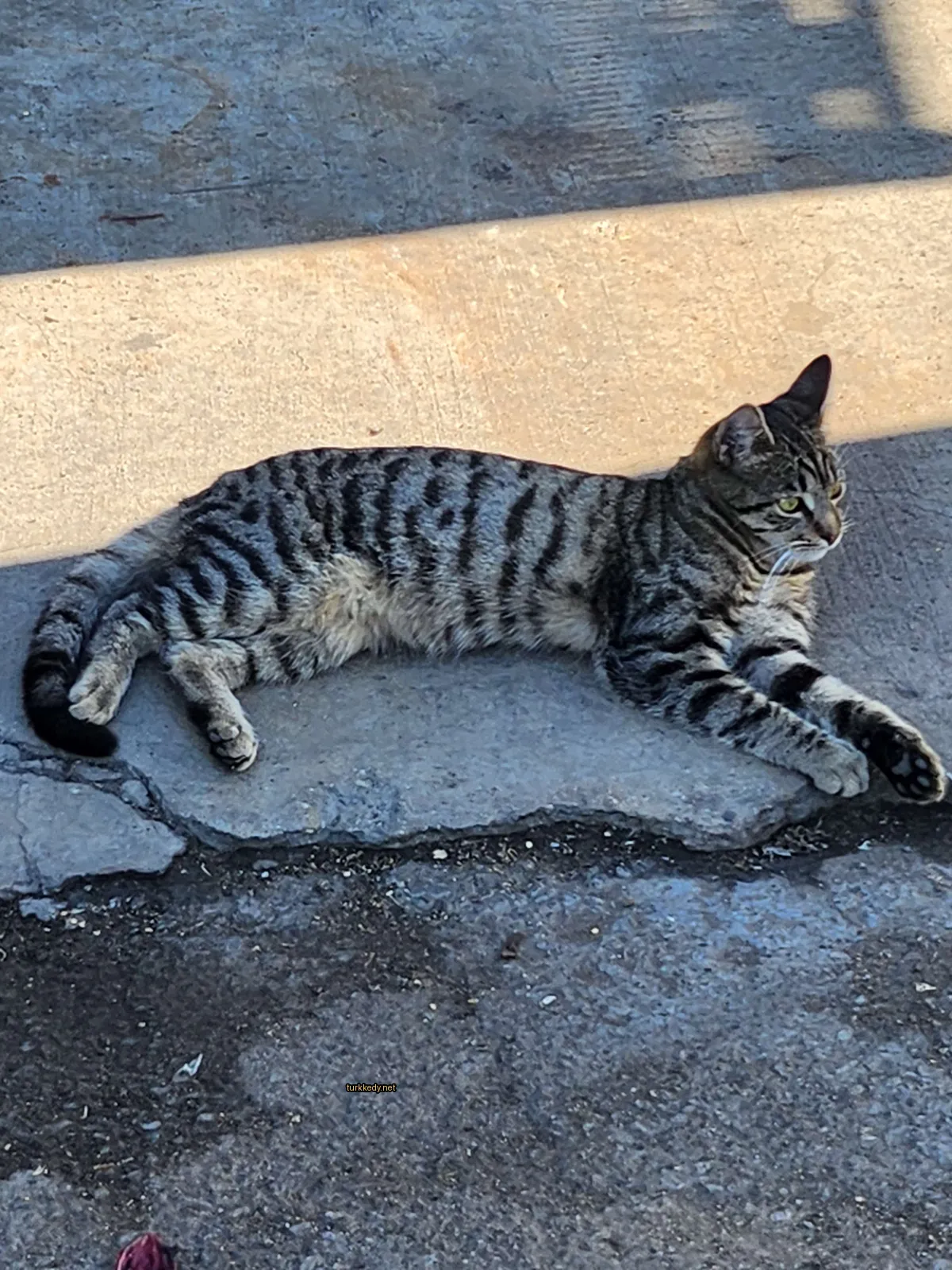 Bir çizgili kedi beton zemine uzanmış.