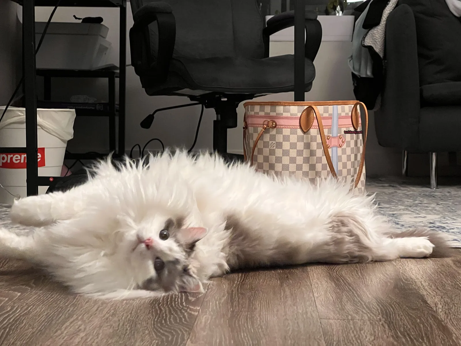 Beyaz ve yumuşak bir kedi zeminde yatıyor.