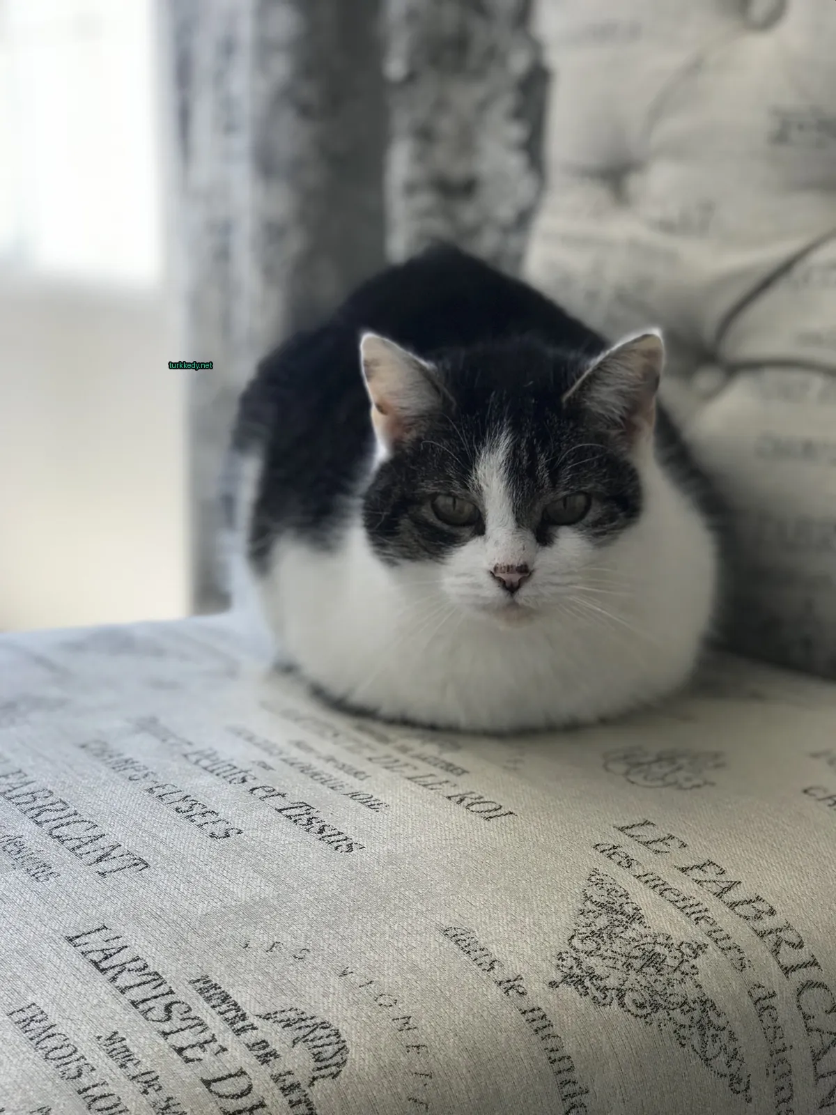 Siyah ve beyaz bir kedi bir sofa üzerinde oturuyor.