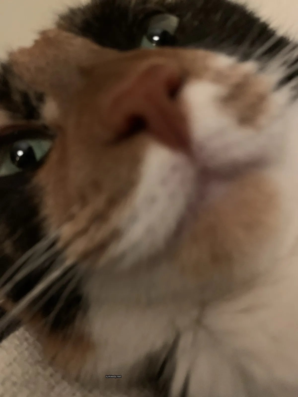 Siyah ve beyaz bir püskürtüye sahip bir kedi kameraya bakıyor.