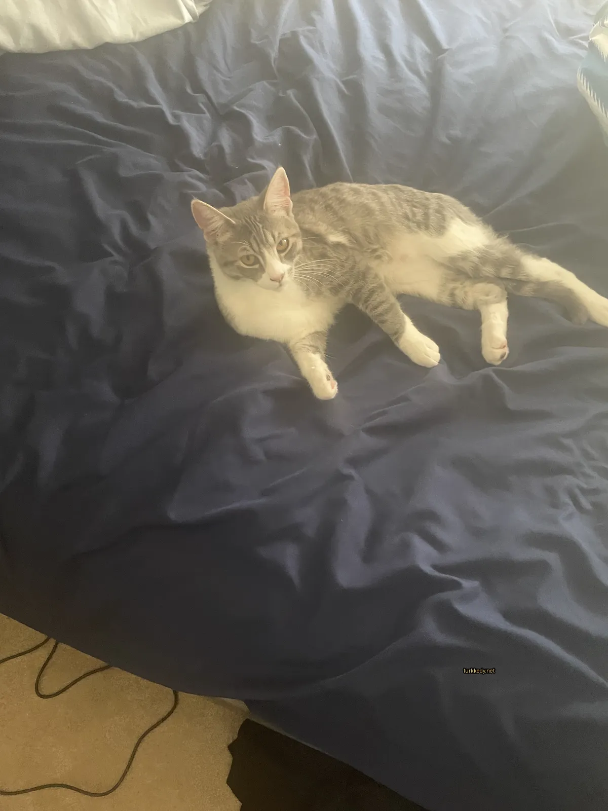 Gri ve beyaz bir kedi mavi bir yastıkta yatıyor.
