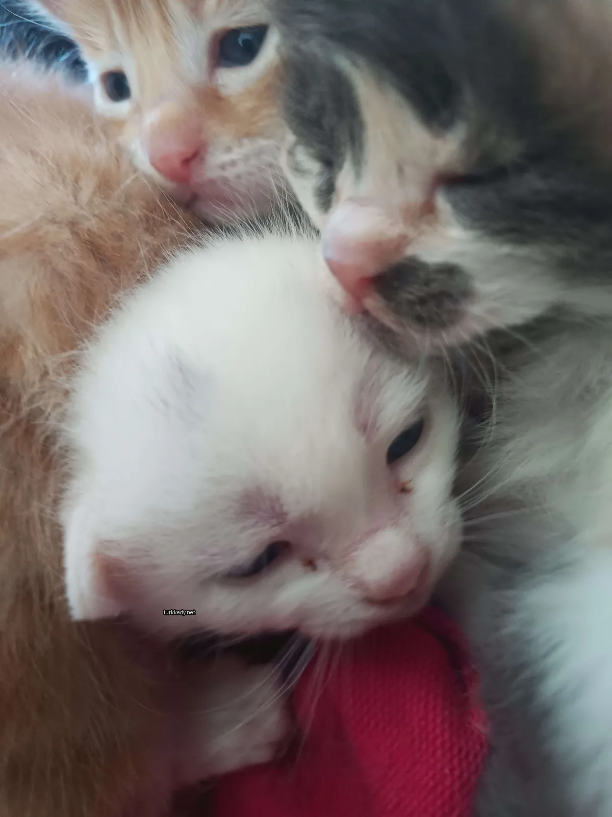 Beyaz bir kedi, siyah ve beyaz başlı bir siyah ve beyaz kedi tarafından öpülmektedir.