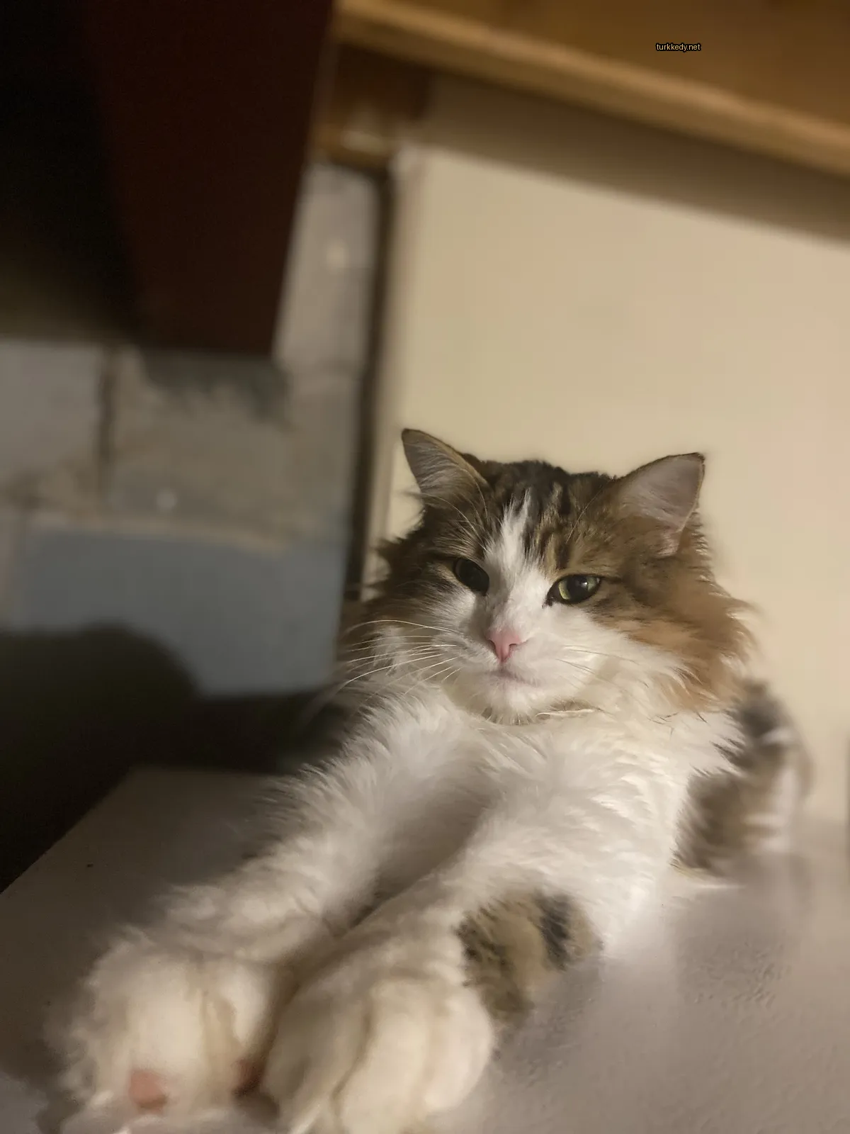 Beyaz ve kahverengi bir kedi, uzun kuyruğu ve püsküllü tüylüdür, masa üzerinde yatıyor.