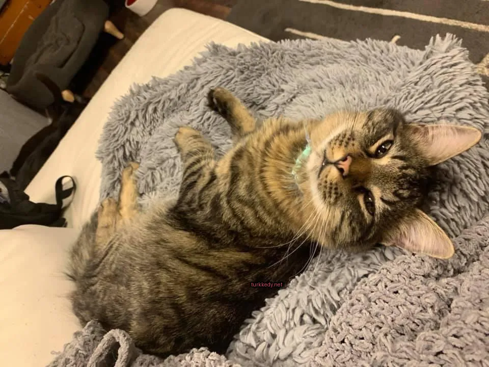 Kara ve siyah bir kedi yününden örülü bir battaniyenin üzerinde yatıyor.