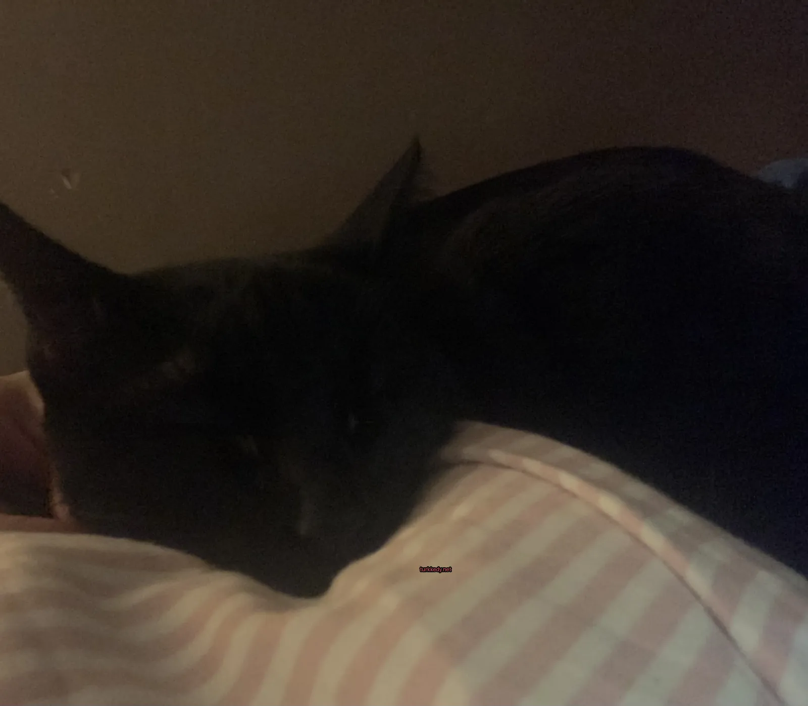 Siyah bir kedi, pink ve beyaz desenli bir minderin üzerinde yatıyor.