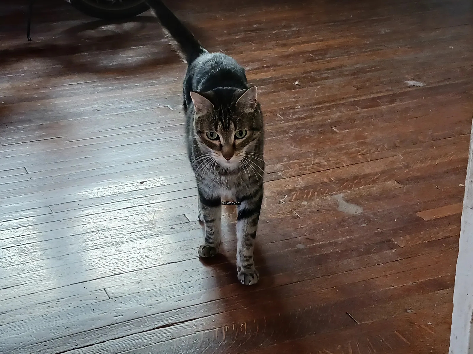 Gri ve beyaz bir kedi, siyah bir kuyruğu olan bir ahşap zemin üzerinde duruyor.