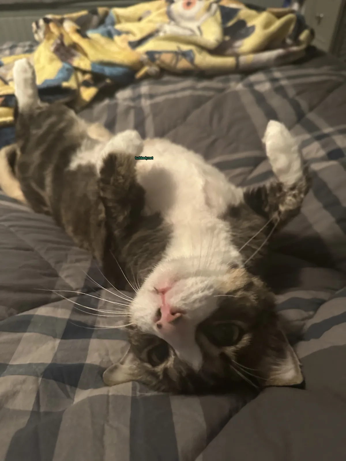 Gri ve beyaz bir kedi, bir yatağın üzerinde mavi bir çarşafın altında yatıyor.