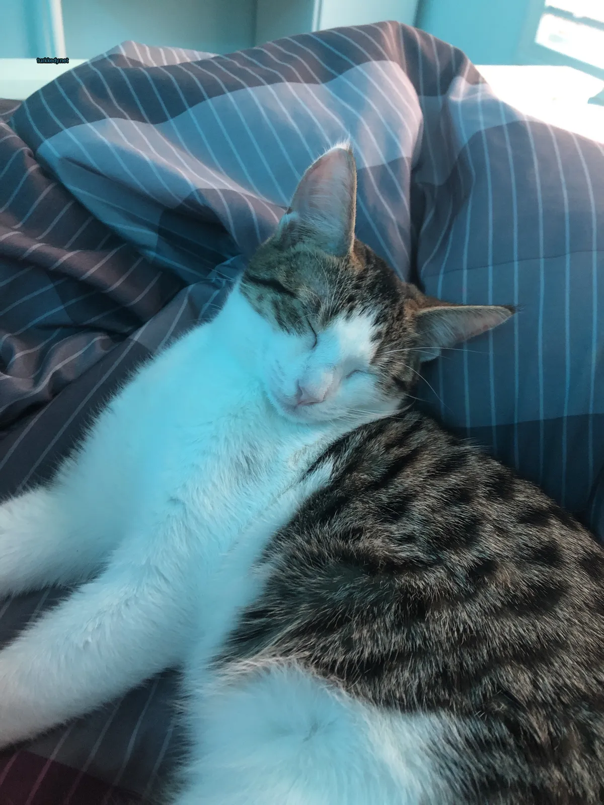 Beyaz ve kahverengi bir kedi yatakta yatıyor.