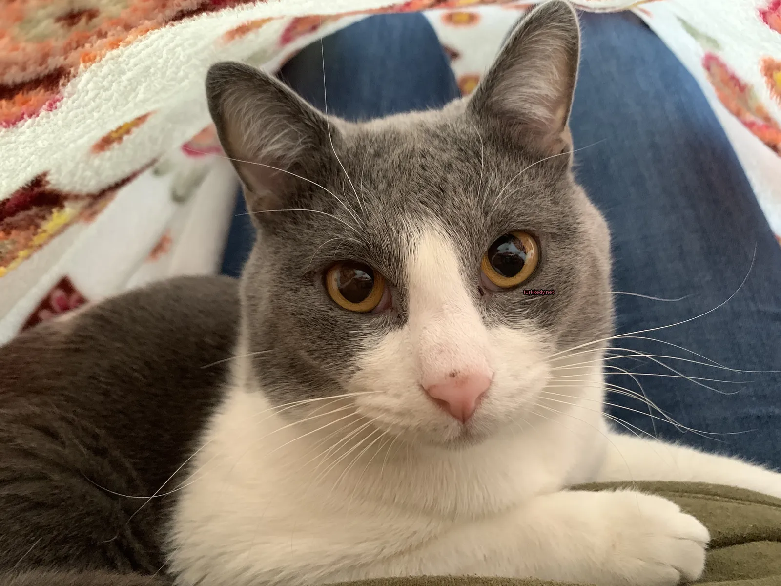 Gri ve beyaz bir kedi, bir kişinin bacaklarında oturmaktadır.