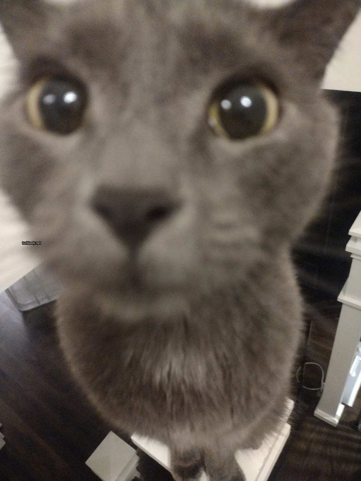 Gri bir kedi, sarı gözleri ve beyaz burunları ile bir masada oturuyor.