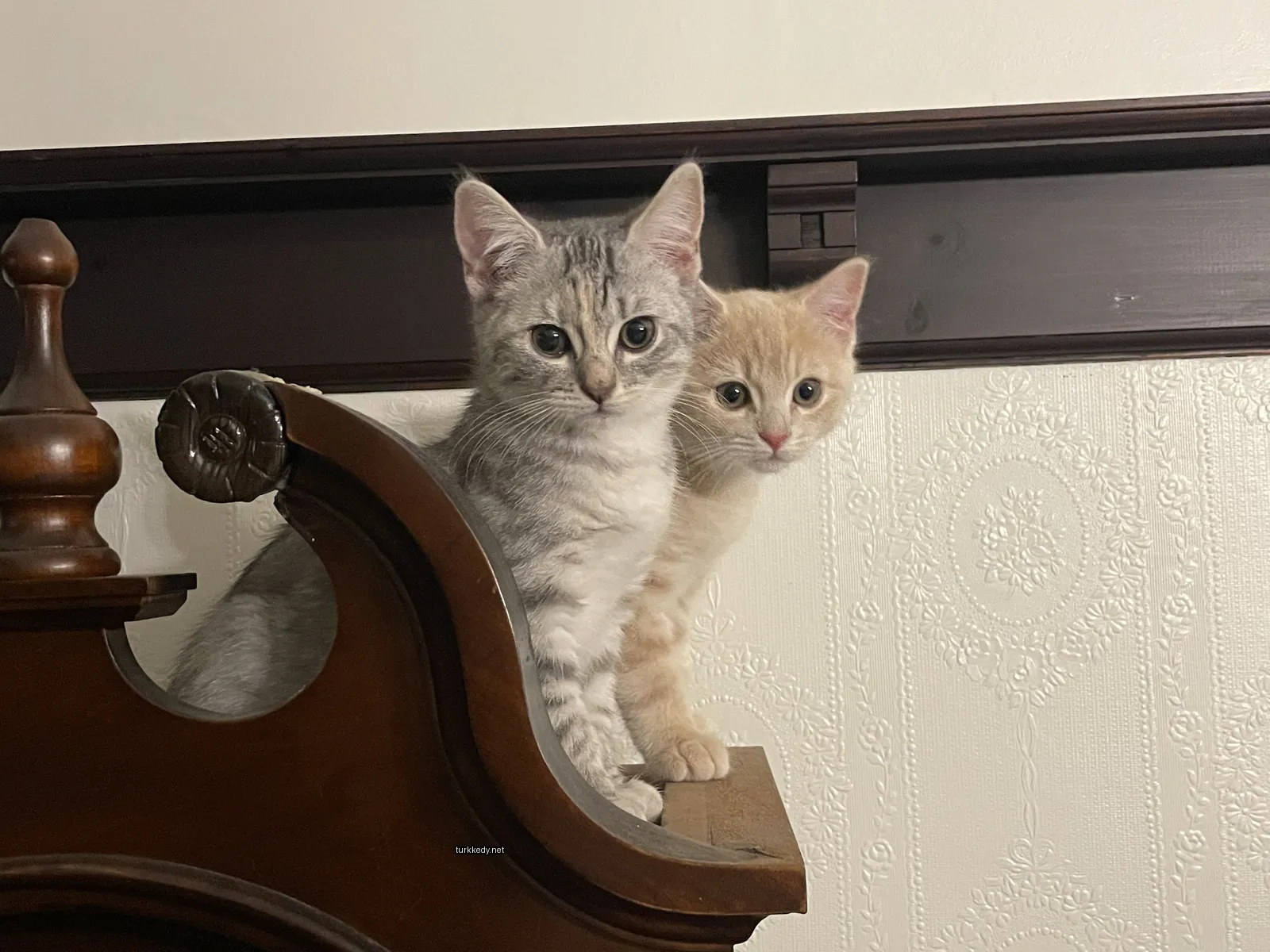İki kedi ahşap rafların üzerinde oturuyor.