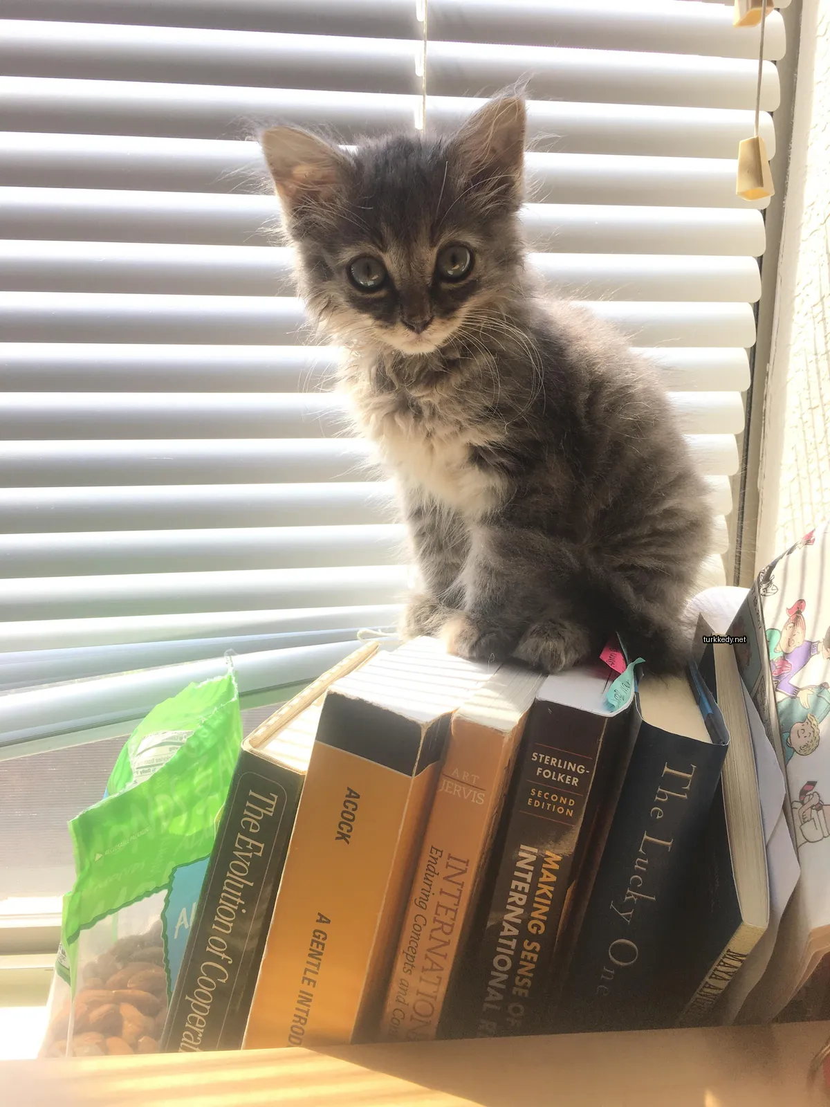 Gri ve beyaz bir kedi kitaplardan oluşan bir piramidin üzerinde oturuyor.