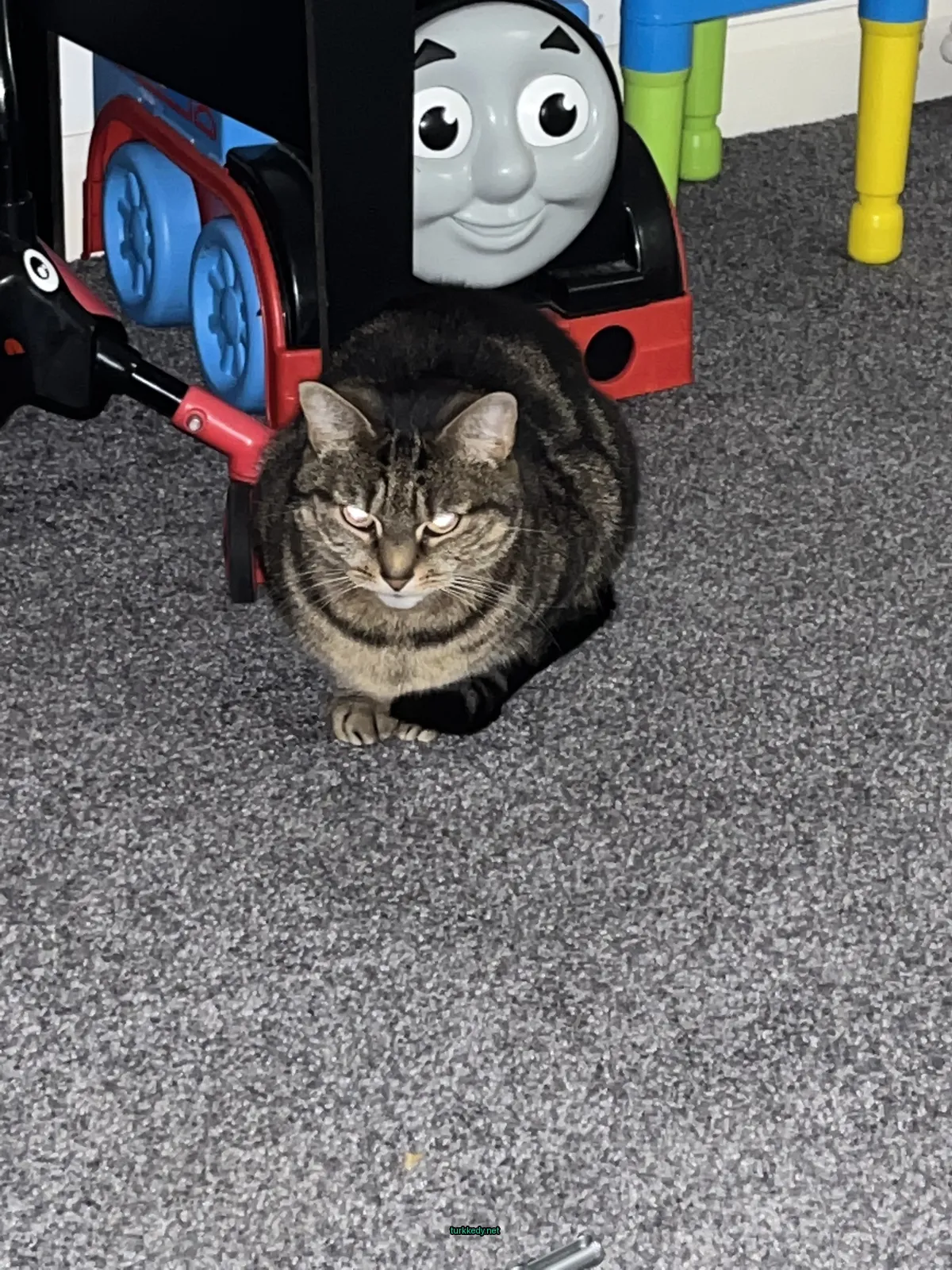 Kara ve siyah bir kedi bir halı üzerinde bir oyuncak trenin yanına oturuyor.