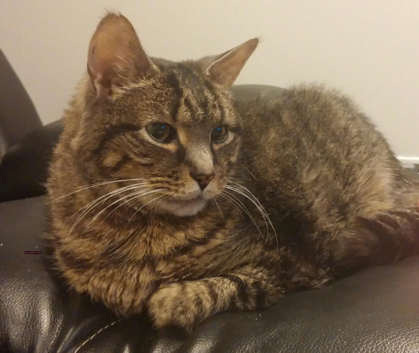 Koyu ve beyaz bir kedi deri bir sofa üzerinde yatıyor.