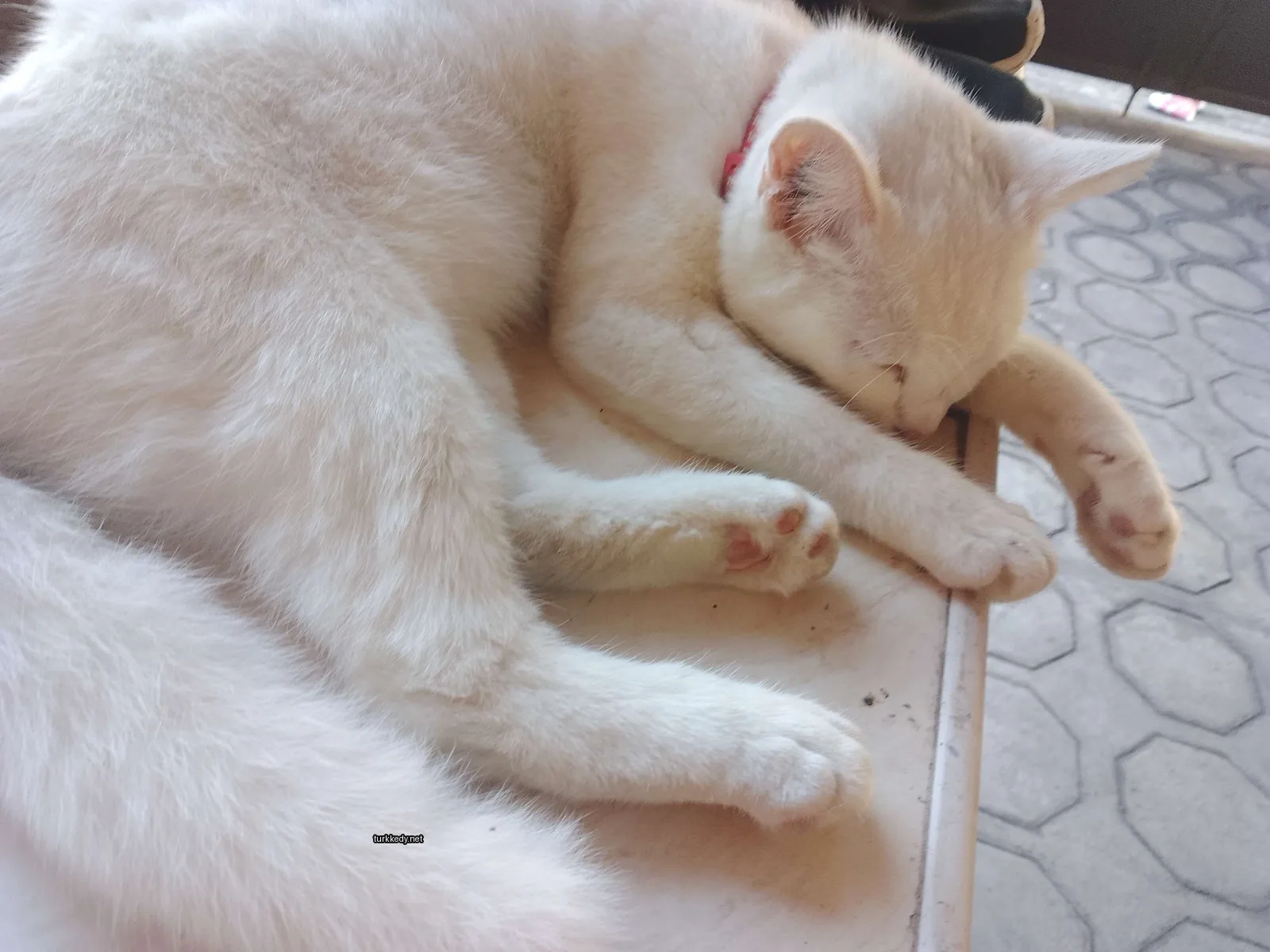 Beyaz bir kedi masa üzerinde uyuyor.