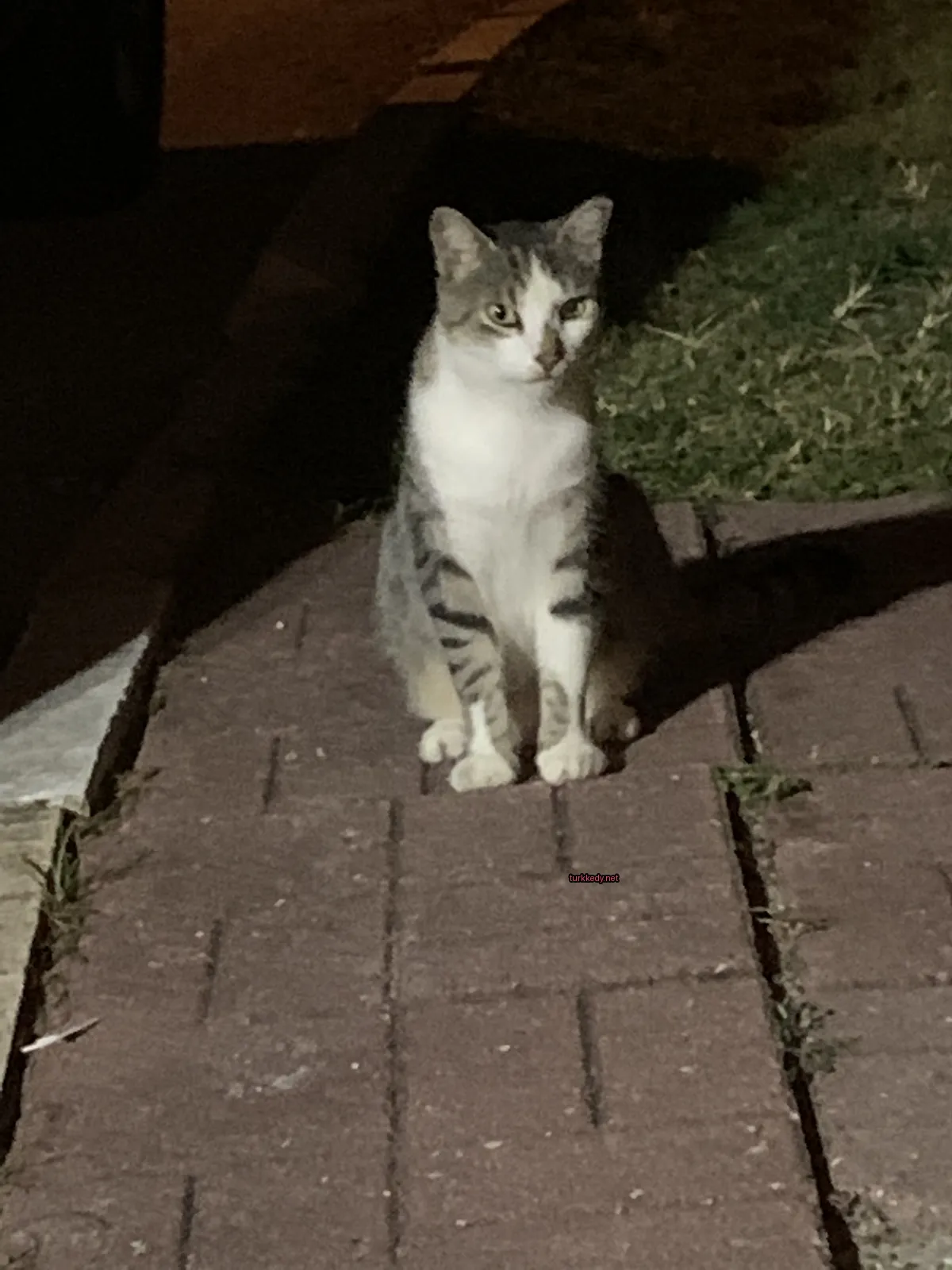 Beyaz göğsü olan bir çizikli kedi bir tuğla yol üzerinde oturuyor.