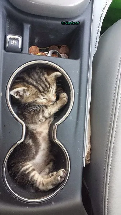 Bir küçük kedi bir kupa tutucuda sarılı.